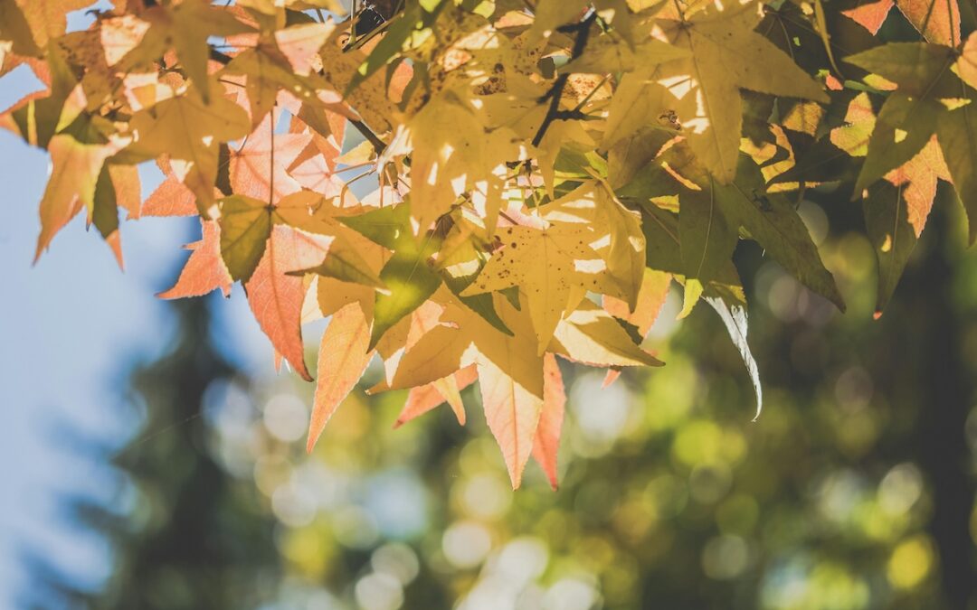 Updates from the Director – November 24, 2025